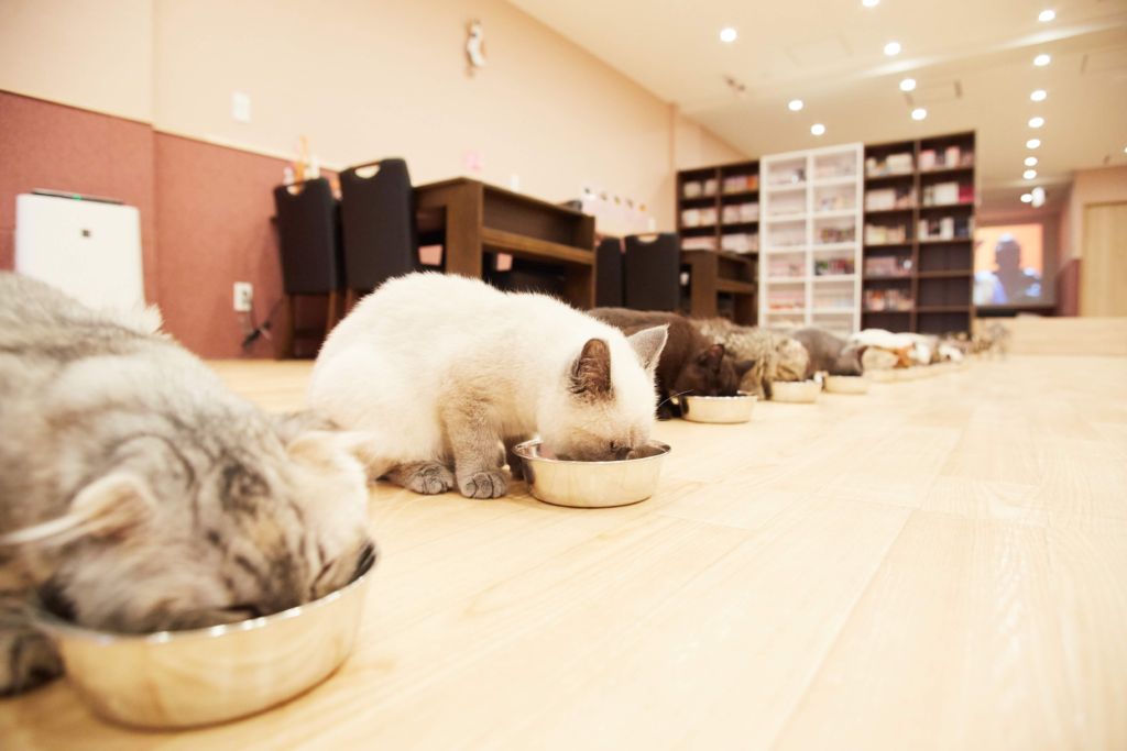 For foreign customer. We are Cat Cafe PuchiMarry♡ The Best Cat Cafe
