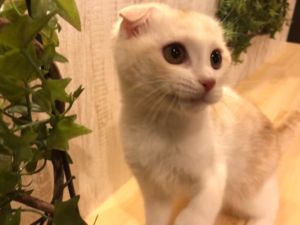 名古屋大須店 猫カフェ Puchi Marry ぷちまりー 名古屋大須店 猫カフェ Puchi Marry ぷちまりー