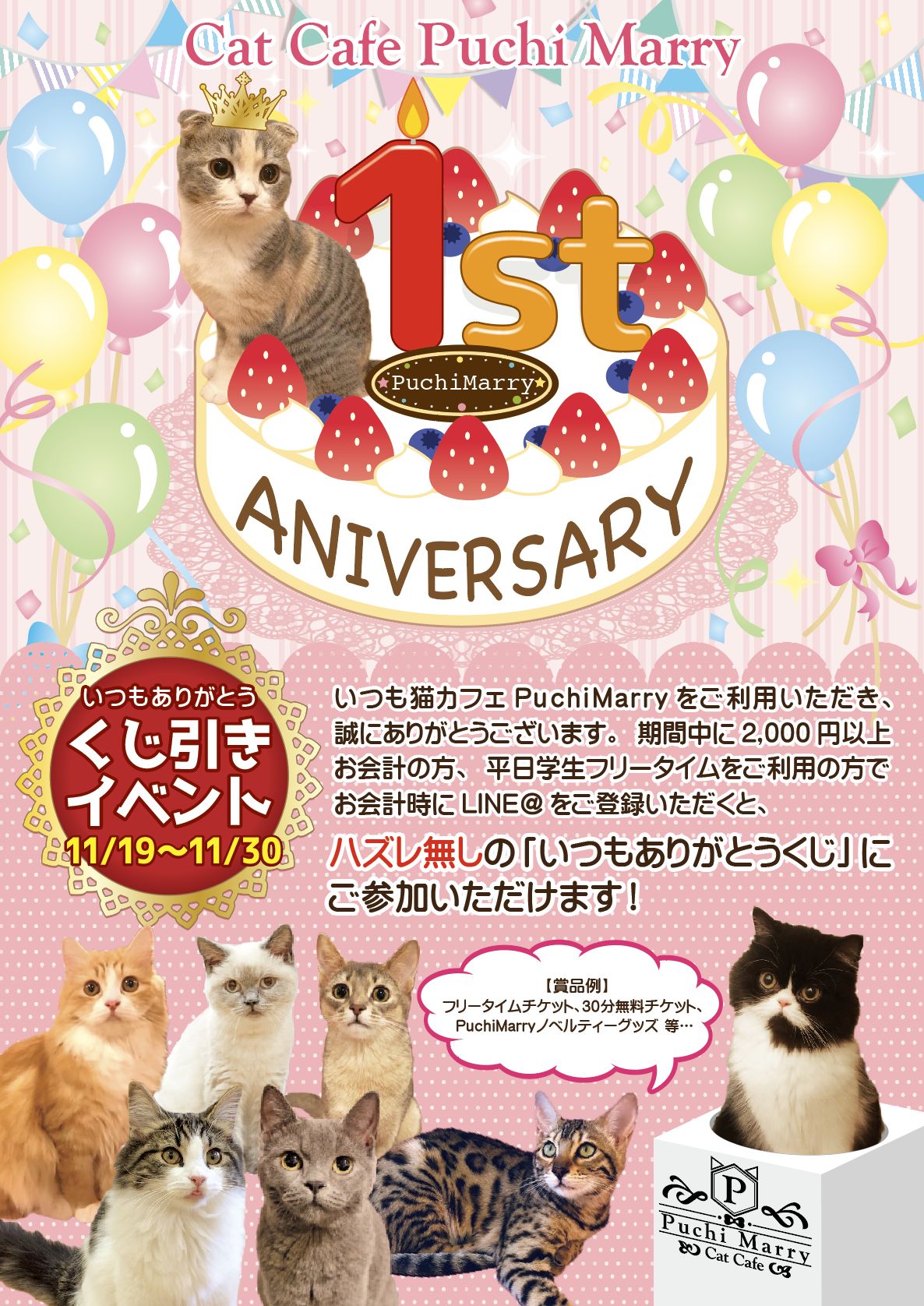 11 19 月 から 猫カフェpuchimarry1周年記念イベント開催決定 猫カフェ Puchi Marry ぷちまりー