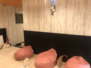名古屋大須店 猫カフェ Puchi Marry ぷちまりー 名古屋大須店 猫カフェ Puchi Marry ぷちまりー