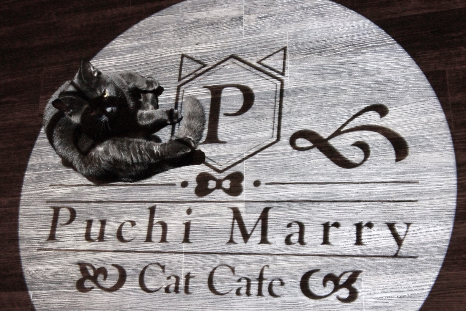 【11/13～11/28】猫カフェPuchiMarry4周年イベント開催👑