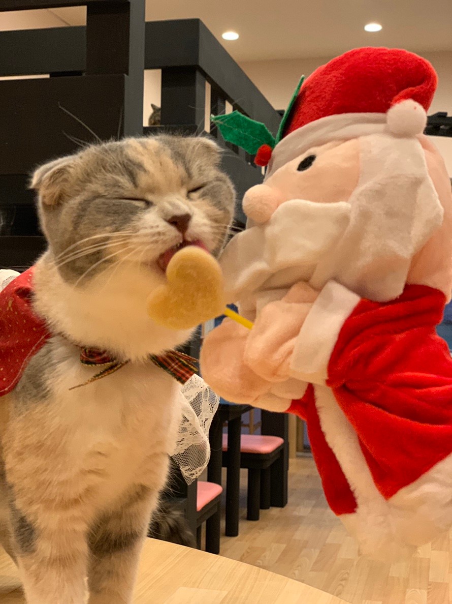 猫カフェryクリスマスイベントスタート！から   猫