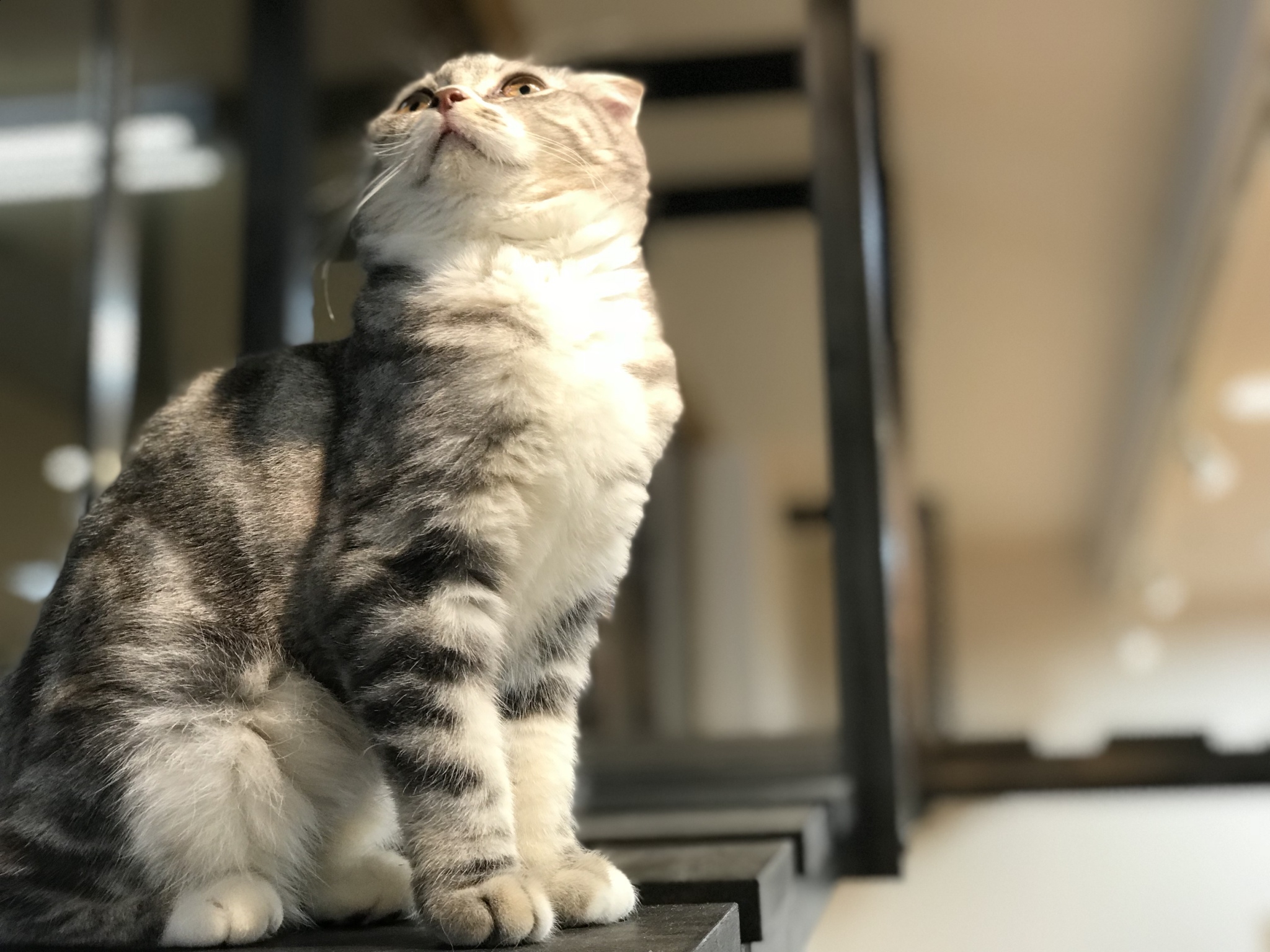 函館megaドン キホーテ店 猫カフェ Puchi Marry ぷちまりー