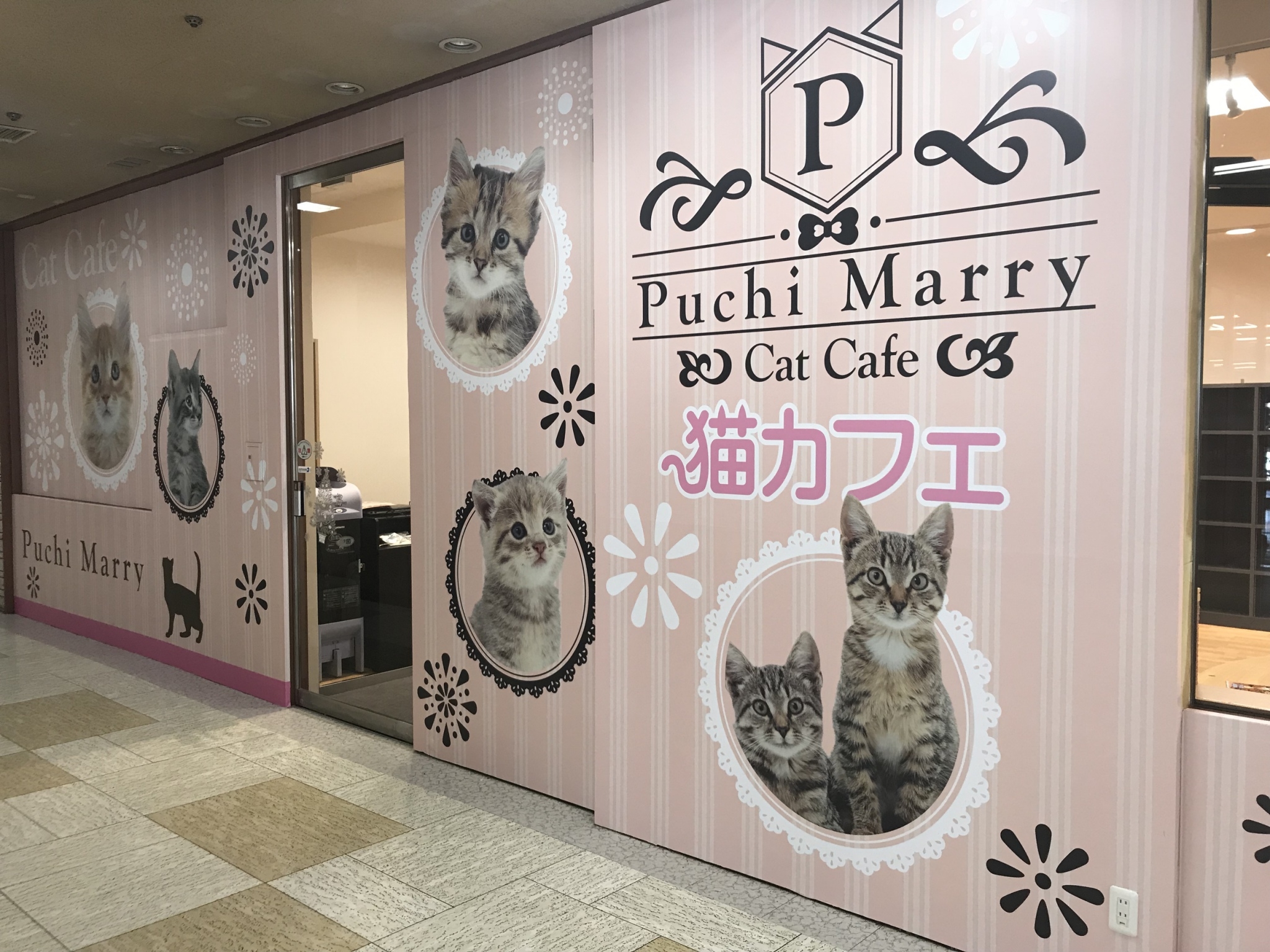 猫カフェ Puchi Marry ぷちまりー