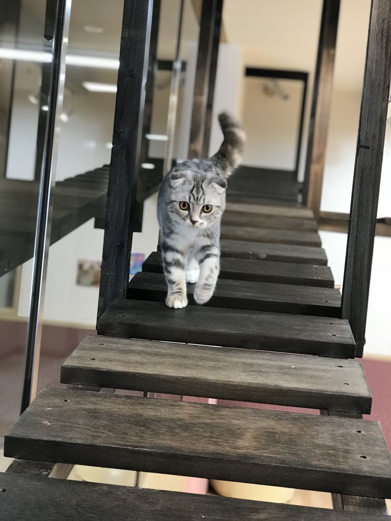 本日オープン 猫カフェpuchimarry函館megaドン キホーテ店 猫カフェ Puchi Marry ぷちまりー