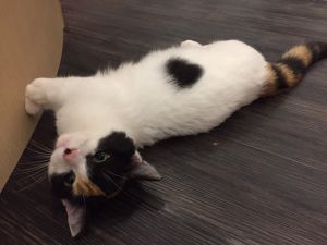 イオンモールかほく店 猫カフェ Puchi Marry ぷちまりー イオンモールかほく店 猫カフェ Puchi Marry ぷちまりー