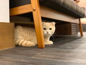 イオンモールかほく店 猫カフェ Puchi Marry ぷちまりー イオンモールかほく店 猫カフェ Puchi Marry ぷちまりー