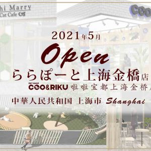 2021年4月28日OPEN！猫カフェPuchiMarryららぽーと上海金橋店✨