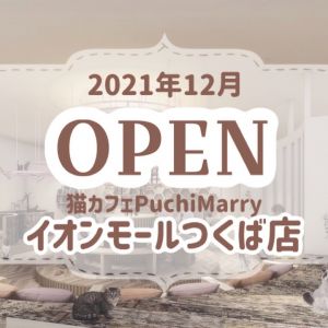 【12月25日NEW OPEN】猫カフェPuchiMarryイオンモールつくば店✨