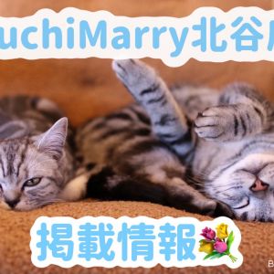 猫カフェPuchiMarry北谷店掲載情報🌟