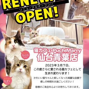 【2023年3月7日】猫カフェPuchiMarry仙台青葉店リニューアルオープンのお知らせ