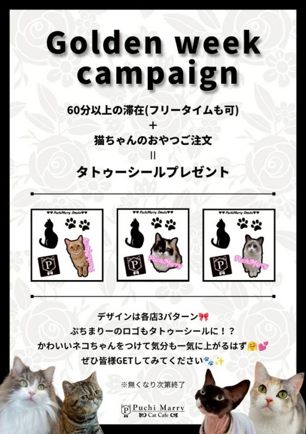 GW限定イベントのお知らせ - 猫カフェ Puchi Marry（ぷちまりー）