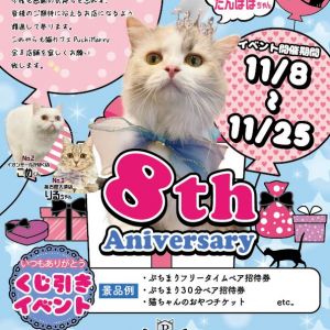 ✨🎀ぷちまりー創設8周年イベント🎀✨