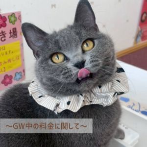 🌼GW中の料金に関して🌼